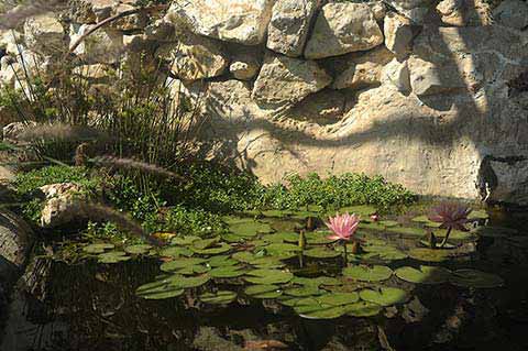 בריכת נוי בגינה